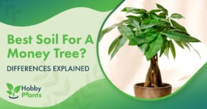 Best Soil For A Money Tree? [DIFFERENCES EXPLAINED]
