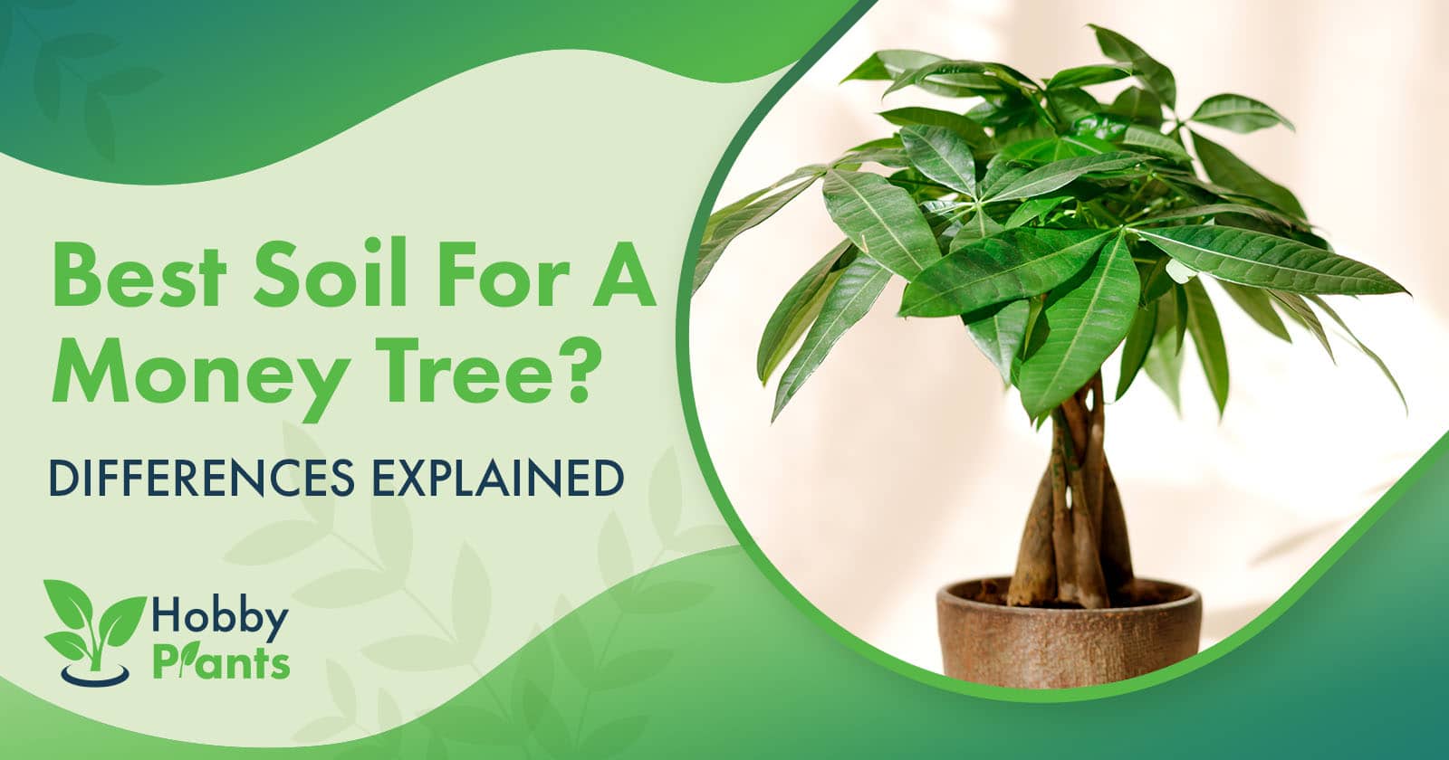 best soil for money tree