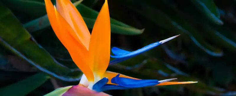 bird of paradise flower