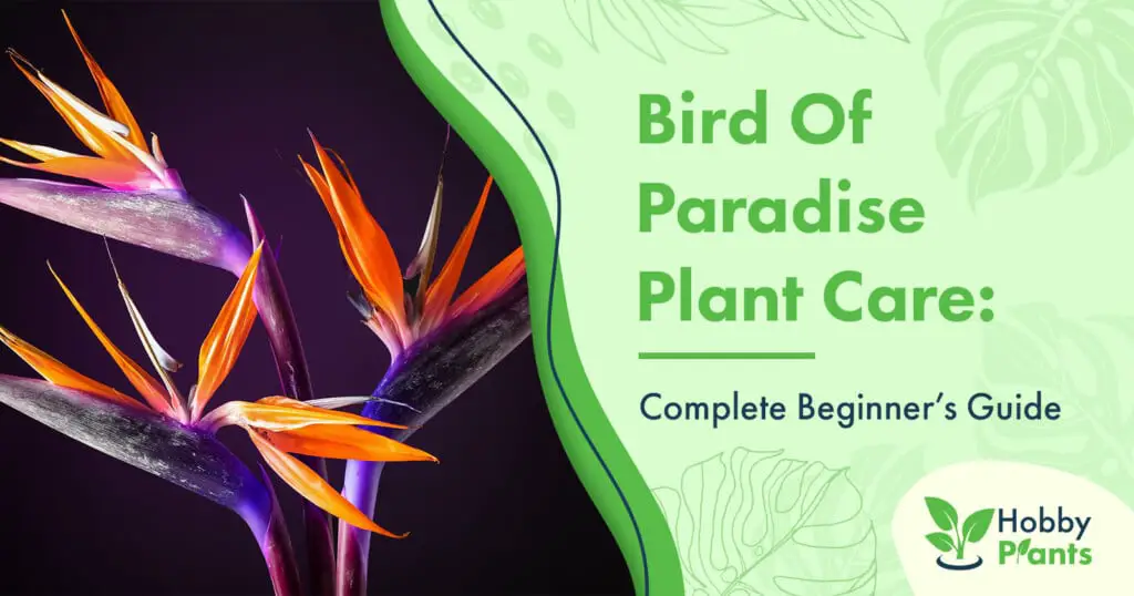 bird of paradise plant