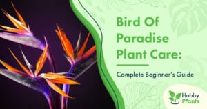 Bird Of Paradise Plant Care: [Complete Beginner's Guide]