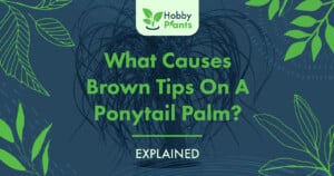 What Causes Brown Tips on A Ponytail Palm? [EXPLAINED]