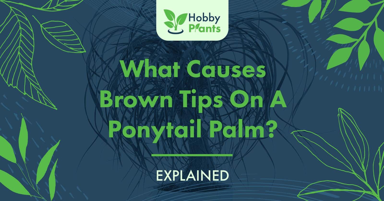 brown tips on ponytail palm