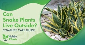 Can Snake Plants Live Outside? [COMPLETE CARE GUIDE]