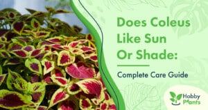 Do Coleus Like Sun Or Shade: [Complete Care Guide]