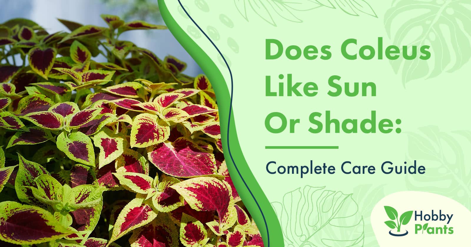 coleus sun or shade