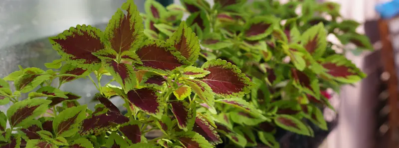 coleus sun plant
