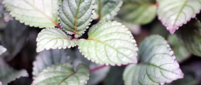 cute waffle plant