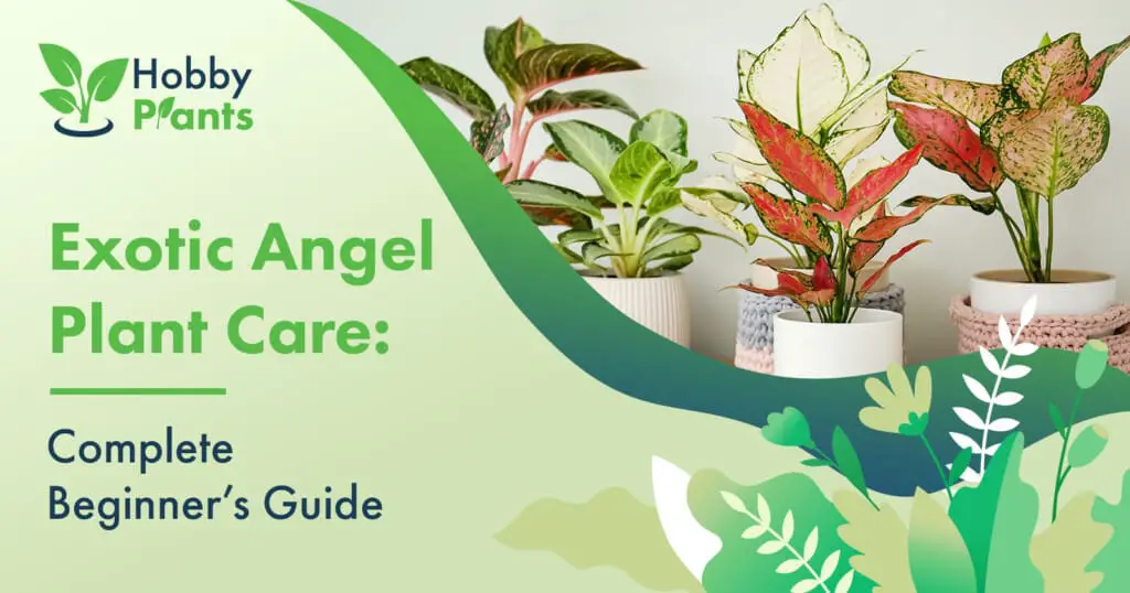 Exotic Angel Plant Care Beginner's Guide]