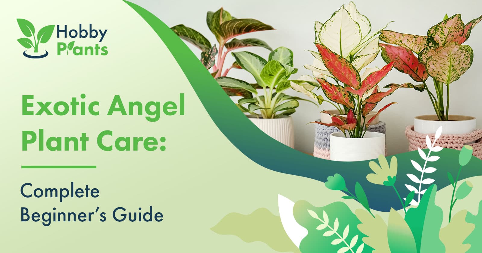 exotic angel plant care