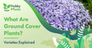 What Are Ground Cover Plants? [Varieties Explained]