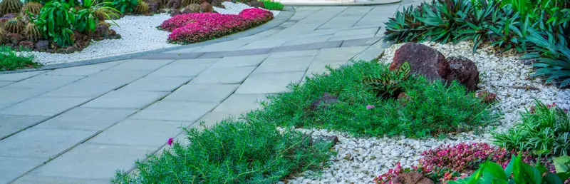 ground plants