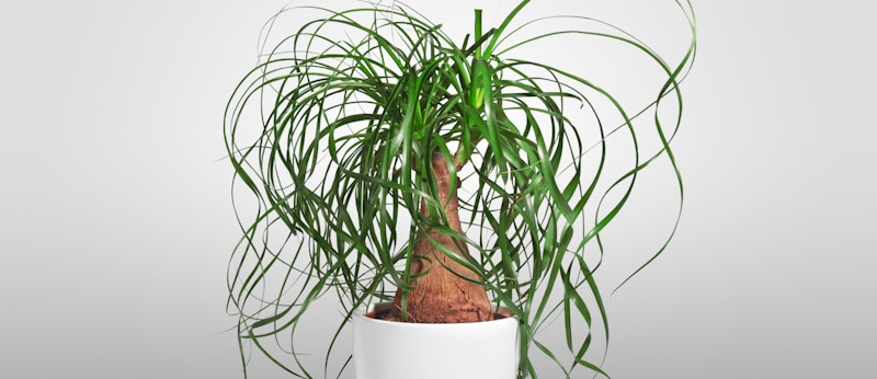 growing ponytail palm