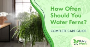 How Often Should You Water Ferns? [COMPLETE CARE GUIDE]
