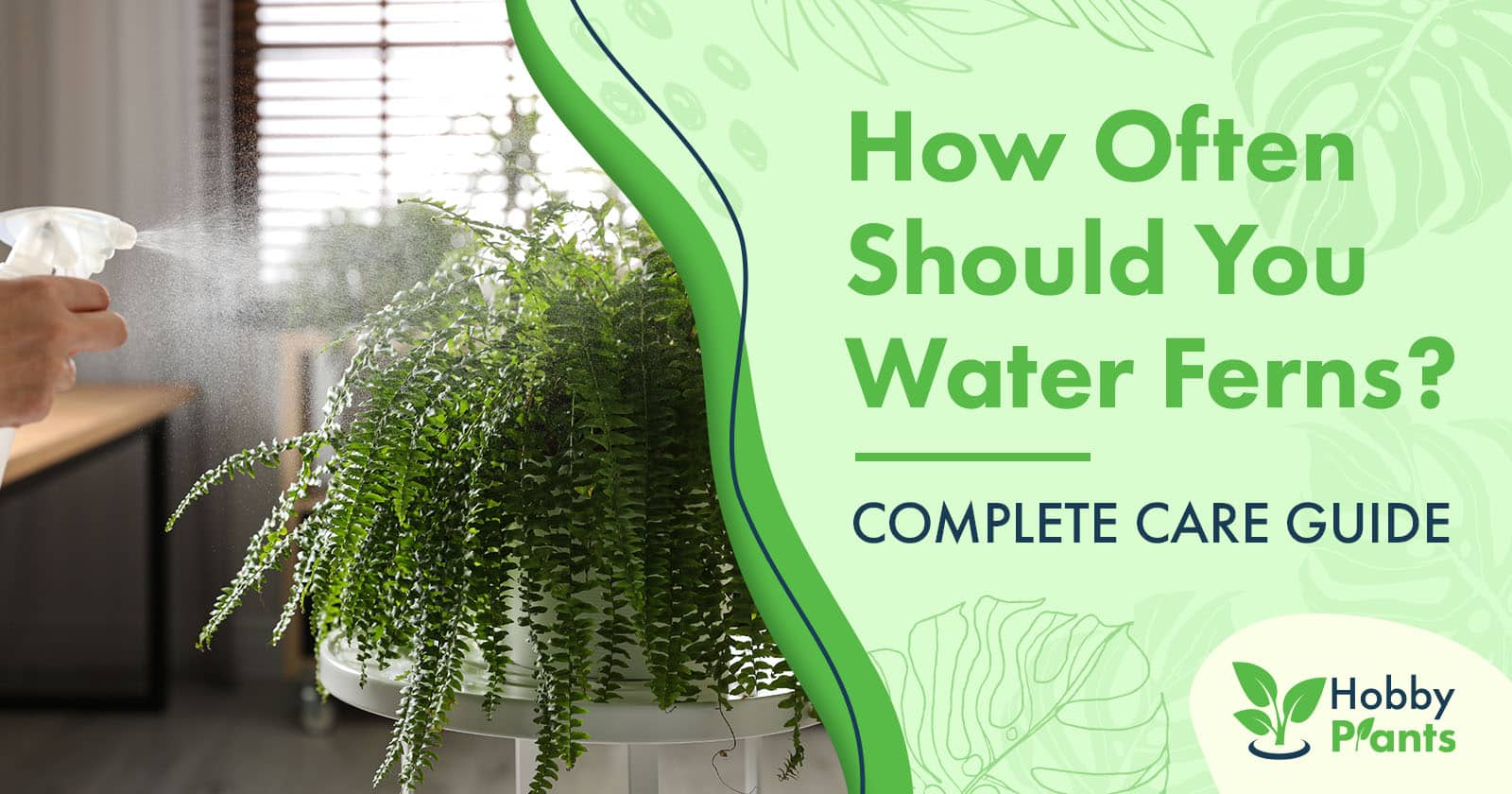 how often to water ferns