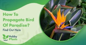 How To Propagate Bird Of Paradise? [Find Out Here]