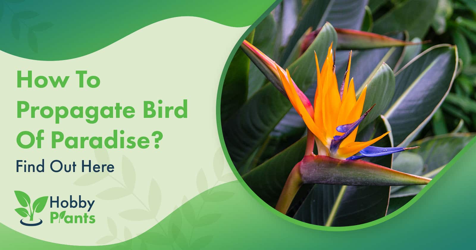 how to propagate bird of paradise