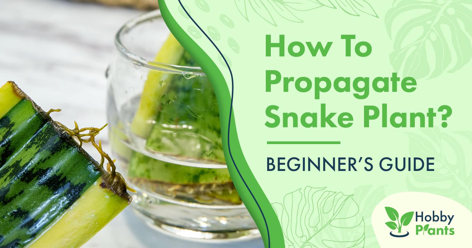 how to propagate snake plant