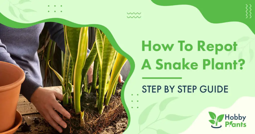 How to Repot A Snake Plant? [STEP BY STEP GUIDE]