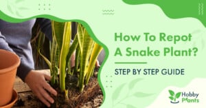 How to Repot A Snake Plant? [STEP BY STEP GUIDE]