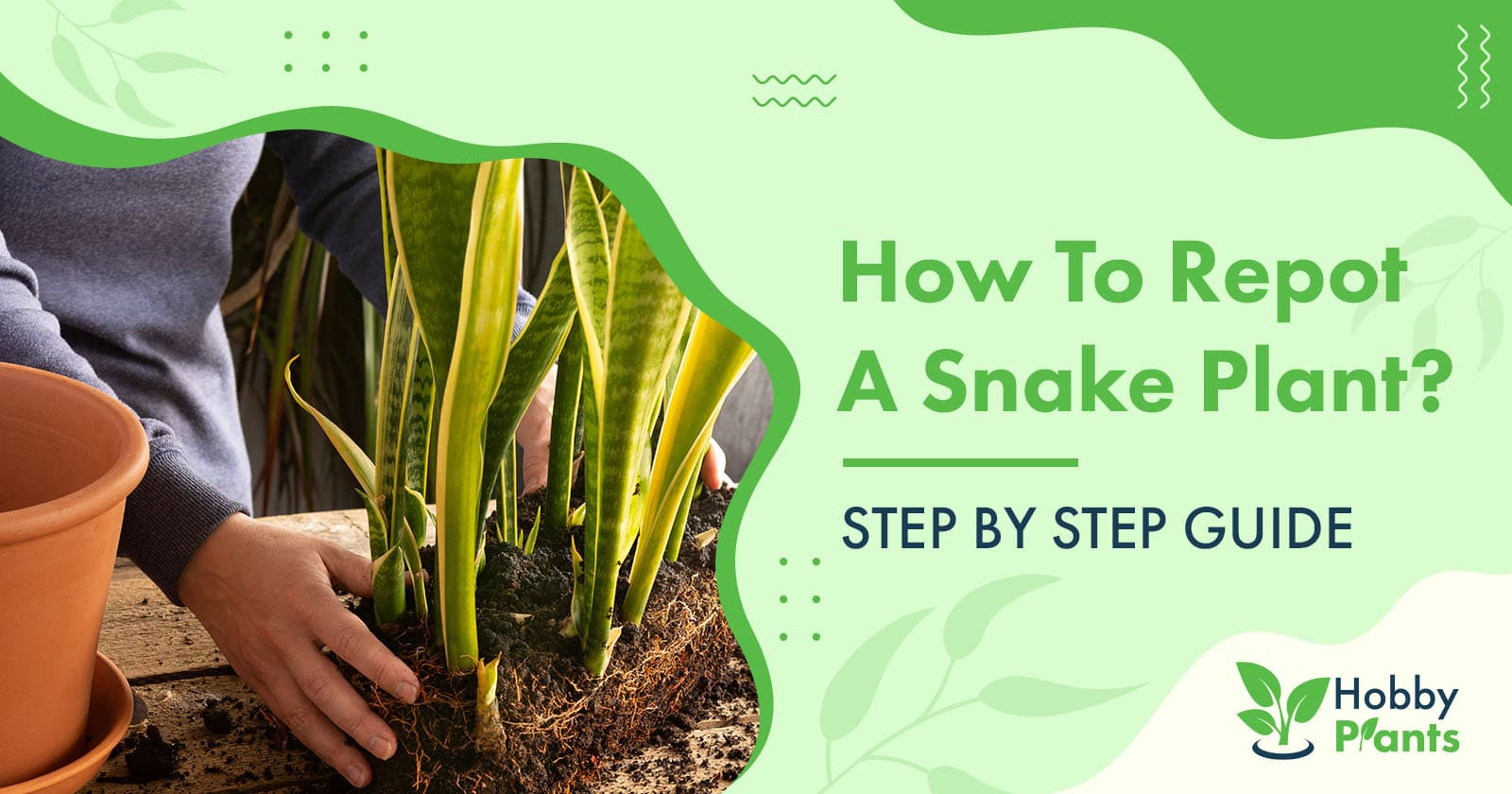 how to repot snake plant