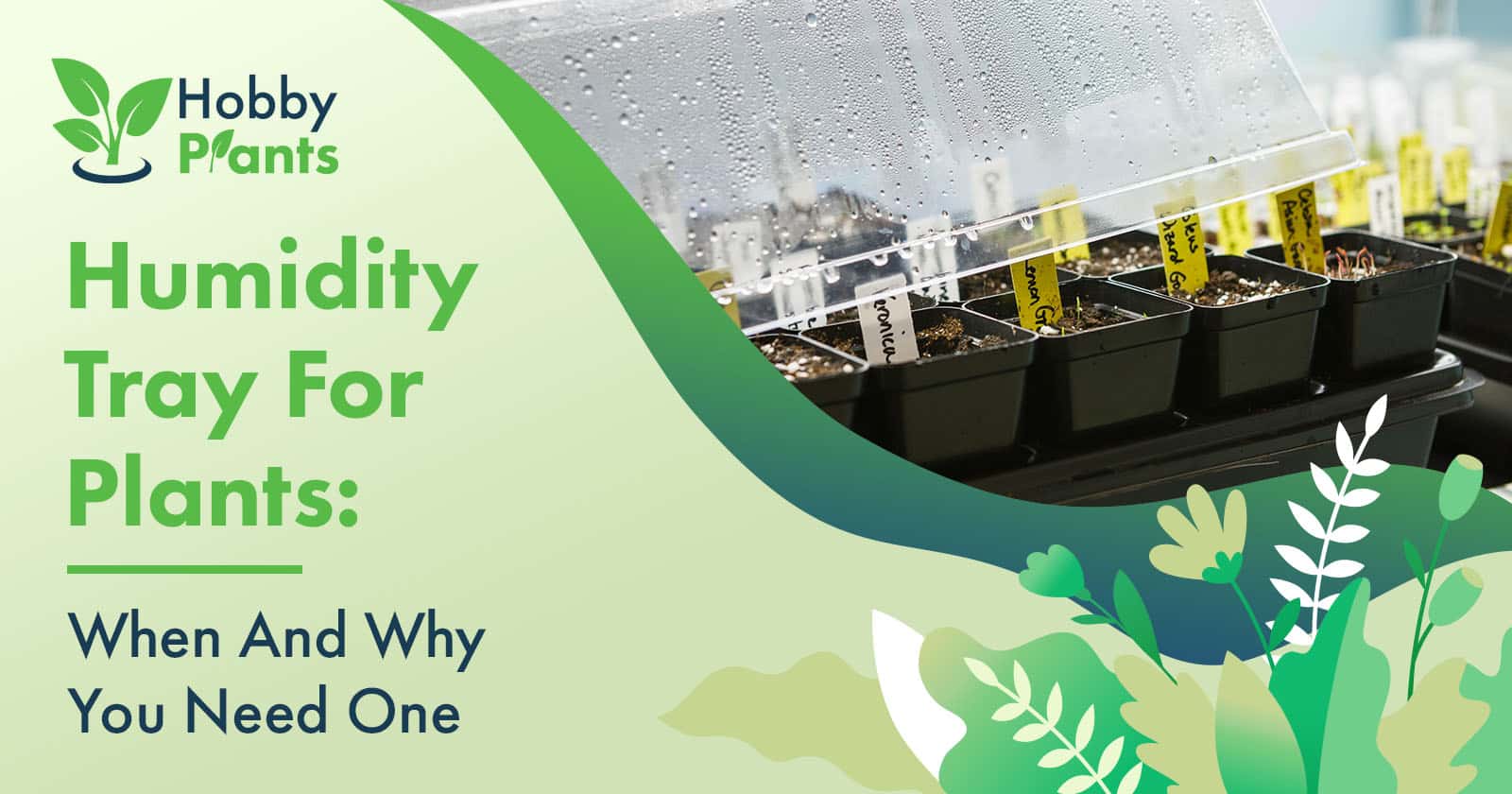 humidity tray for plants