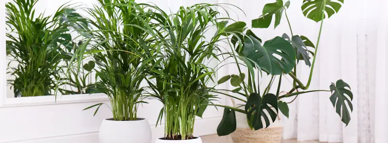 light house plants