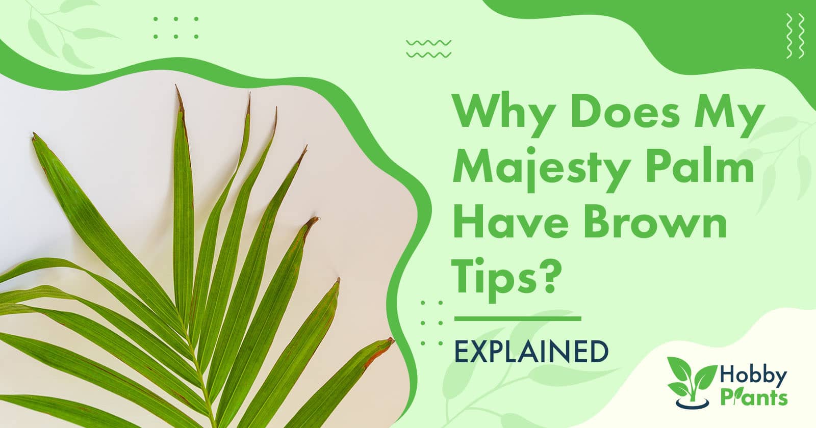 majesty palm brown tips