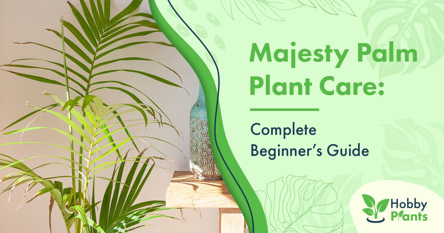 Majesty Palm Plant Care Beginner's Guide]