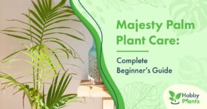 Majesty Palm Plant Care: [Complete Beginner's Guide]