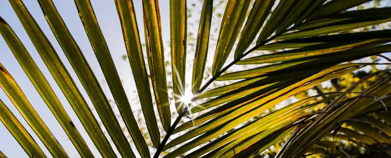 palm sun