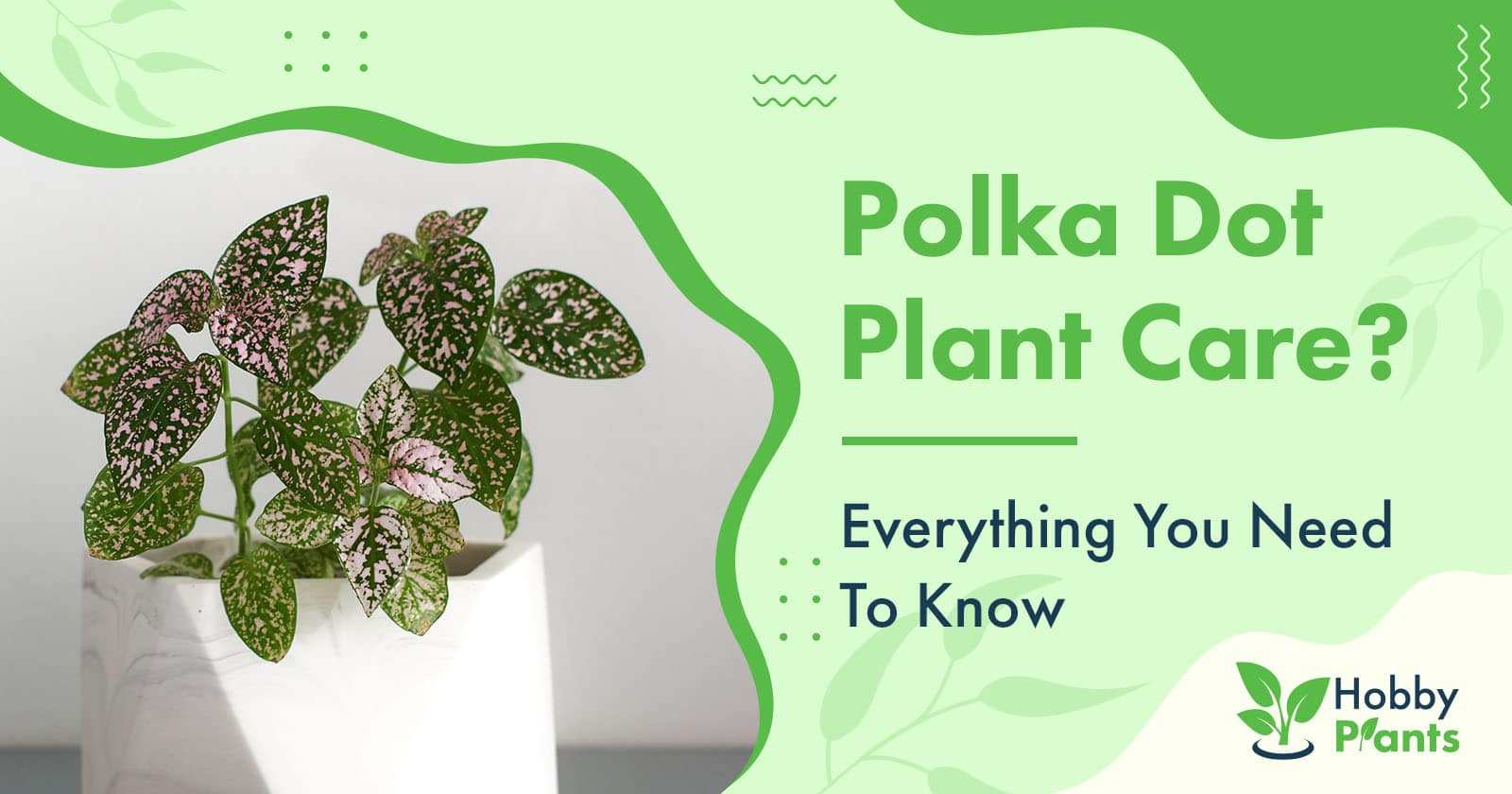 polka dot plant care