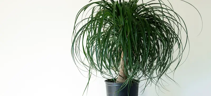 ponytail palm