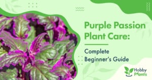 Purple Passion Plant Care: [Complete Beginner's Guide]