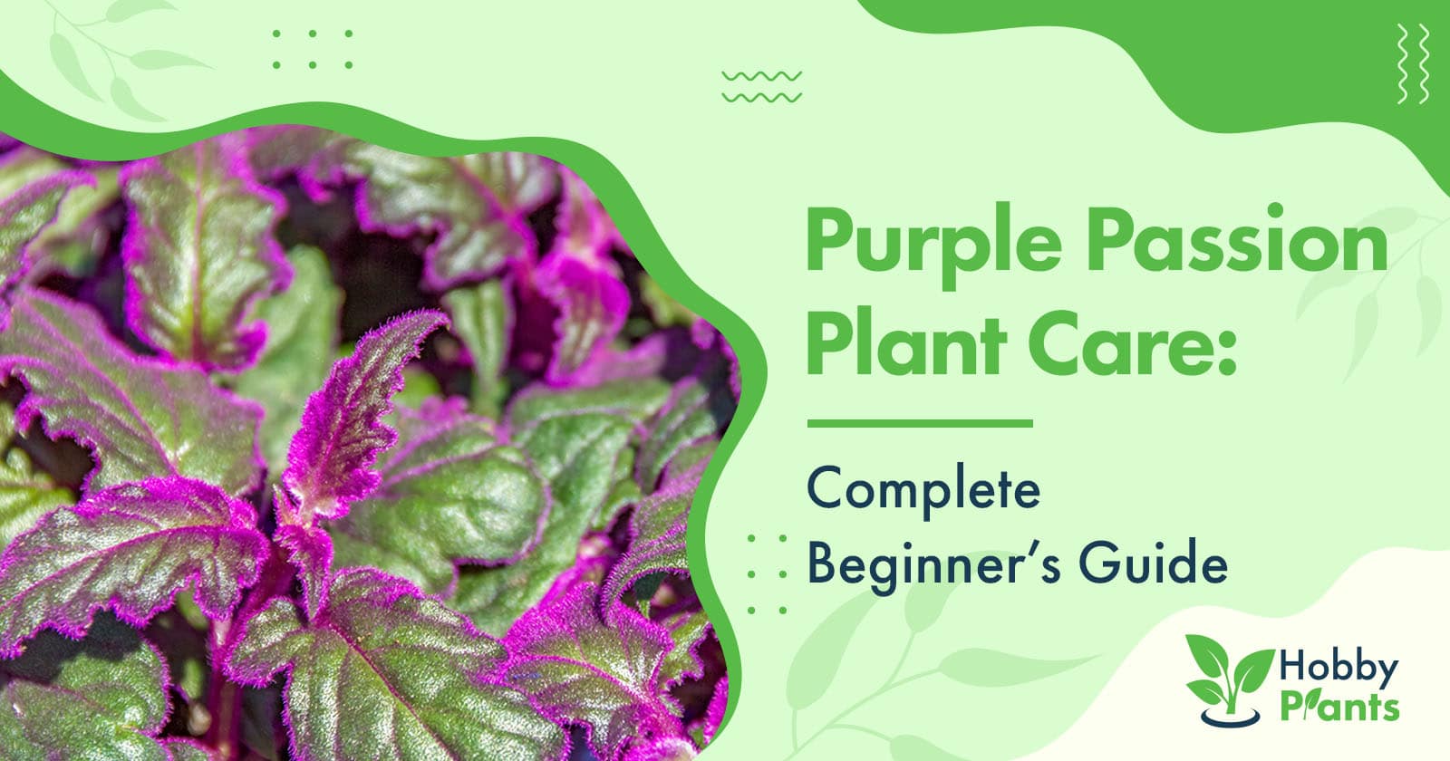 purple passion plant care
