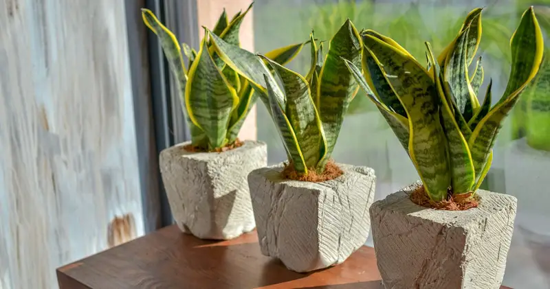 repotted snake plants