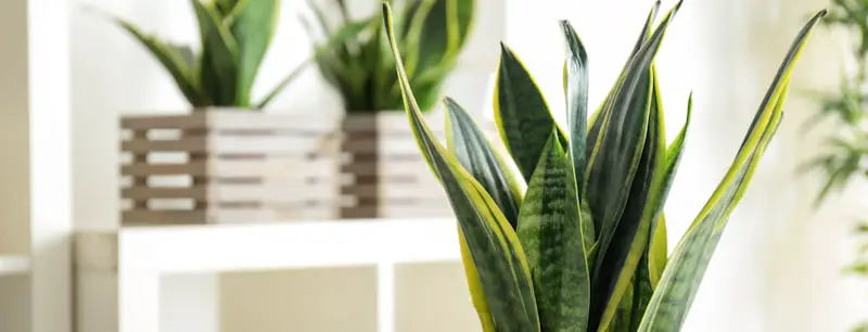 snake plant turning yellow