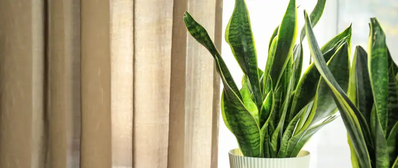 snake plant window