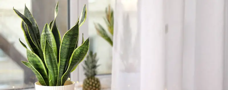 snake plant