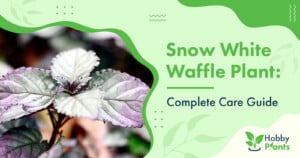Snow White Waffle Plant: [Complete Care Guide]
