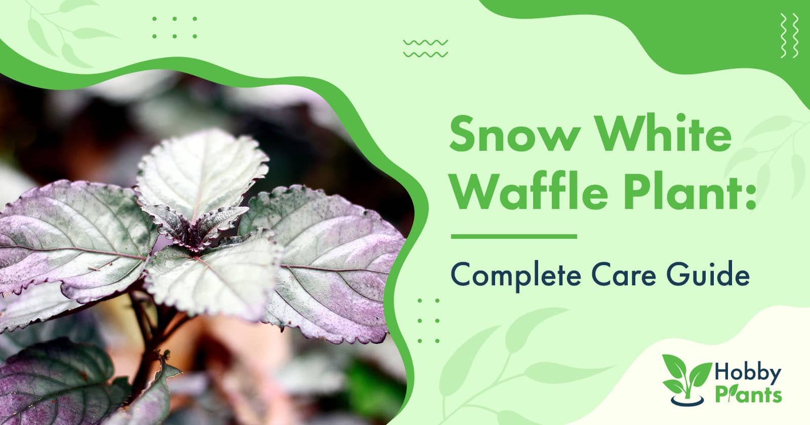snow white waffle plant