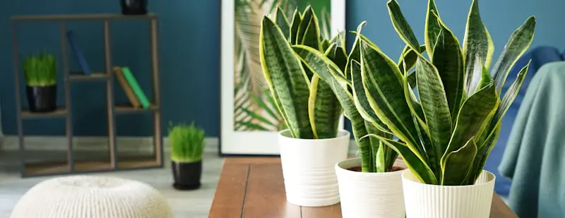 three snake plant