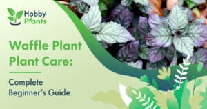 Waffle Plant Care: [Complete Beginner's Guide]