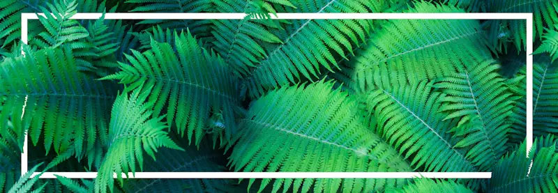 water ferns square