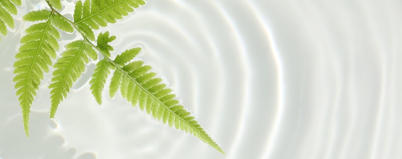 water ferns