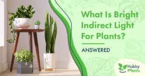 What Is Bright Indirect Light For Plants? [ANSWERED]