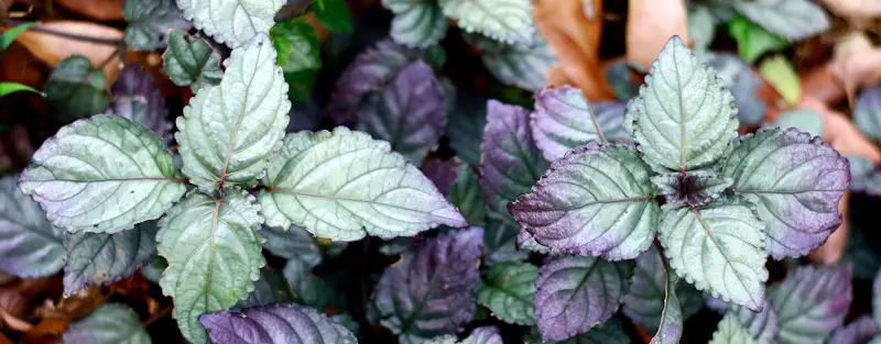 white and purple plant