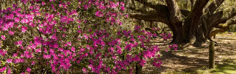 big azaleas