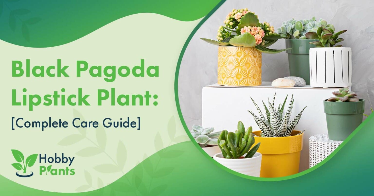 Black Pagoda Lipstick Plant Care Guide]