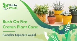 Bush On Fire Croton Plant Care: [Complete Beginner's Guide]